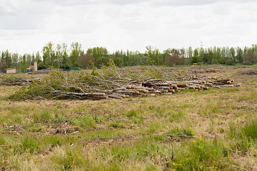 On a farm dedicated to planting poplar trees for biomass, a few trees have been cut down for transfer to the sawmill.