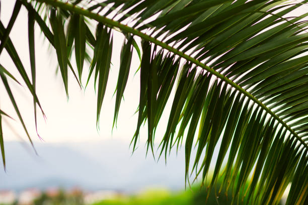 istock palm leaf at tropical resort on a sunny summer day 1410787243