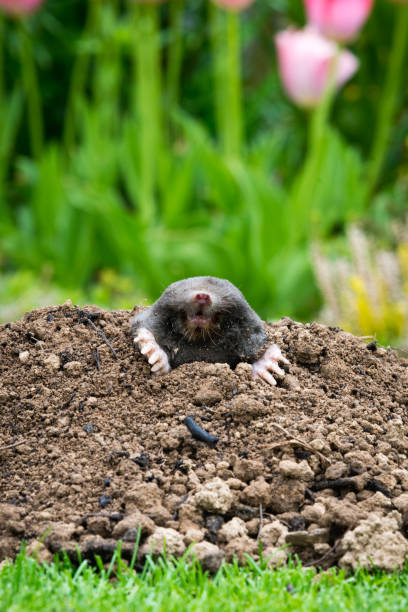 istock Mole peeking from the mole hill in the garden 1410787246