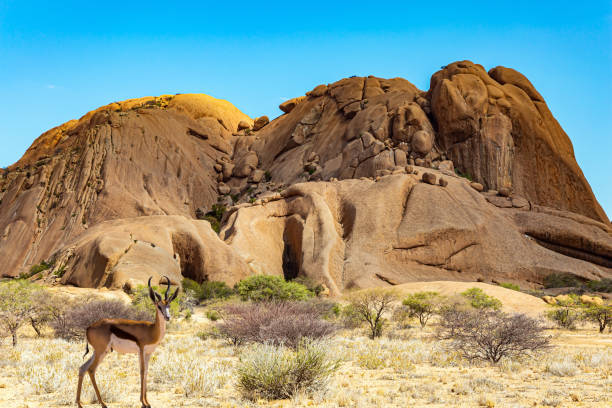 スプリングボック - damaraland ストックフォトと画像