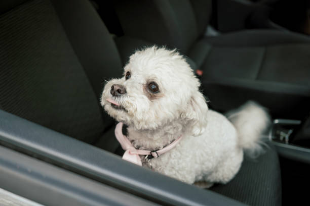 istock Mommy don't leave me alone here 1410788082