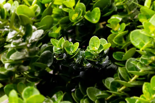 Photo of Ficus retusa leaves background. (select focus center picture)