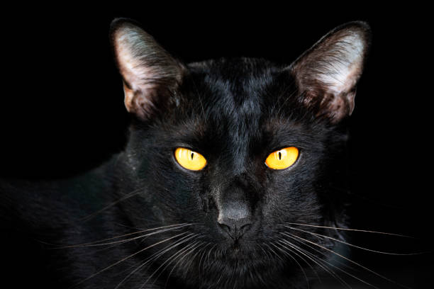 istock Portrait head black cat on black background 1410788955
