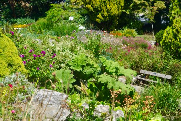 istock Wildflowers in the park 1410789180