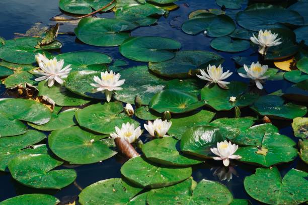 istock Pond with white and pink water lilies 1410789198