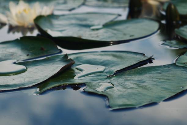 istock Pond with white and pink water lilies 1410789237