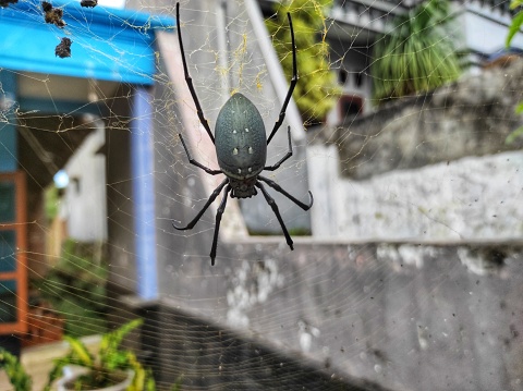 The Trichonephila edulis spider, which makes web houses, looks beautiful and unique. It lives in Java, Indonesia.