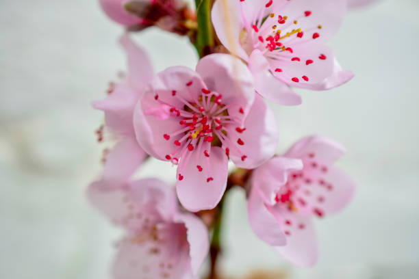 istock peach cherry  flowers blooming in early spring 1410790744