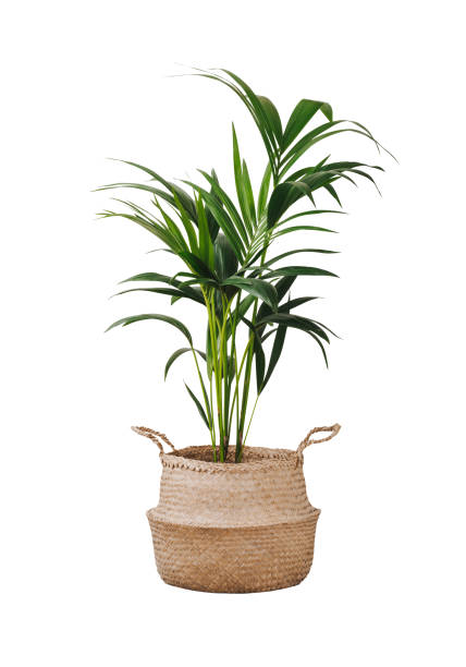 Kentia or howea forsteriana isolated on white Kentia or Howea. Home plant palm howea forsteriana tree in seagrass wicker basket isolated on white background. Pandemic hobbies and urban gardening areca palm tree stock pictures, royalty-free photos & images