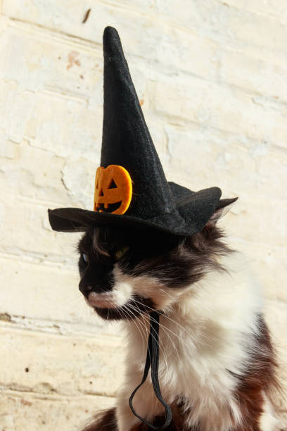 istock Beautiful cat wearing witch hat for halloween 1410790903