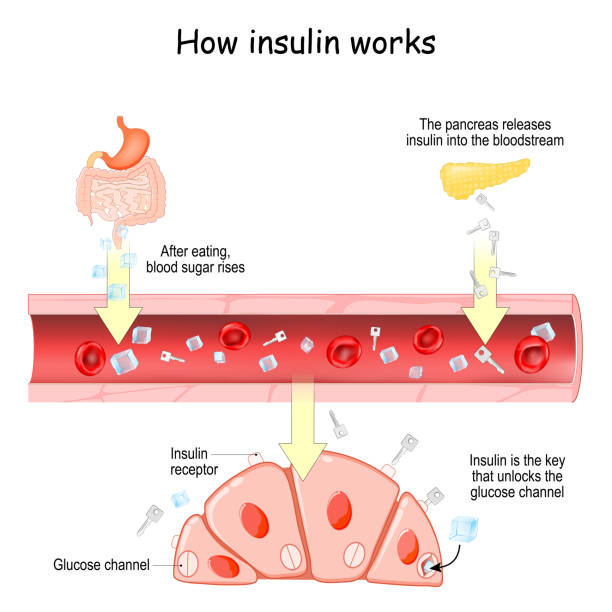 ilustraciones, imágenes clip art, dibujos animados e iconos de stock de cómo funciona la insulina. - insulin