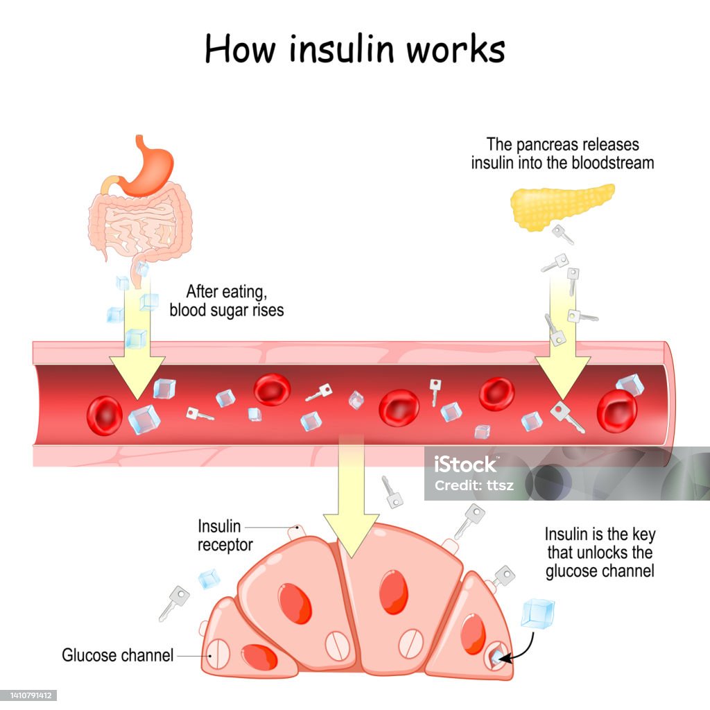 Insoleen How Insulin Works Model Origami Our Controlling Blood Glucose Paper