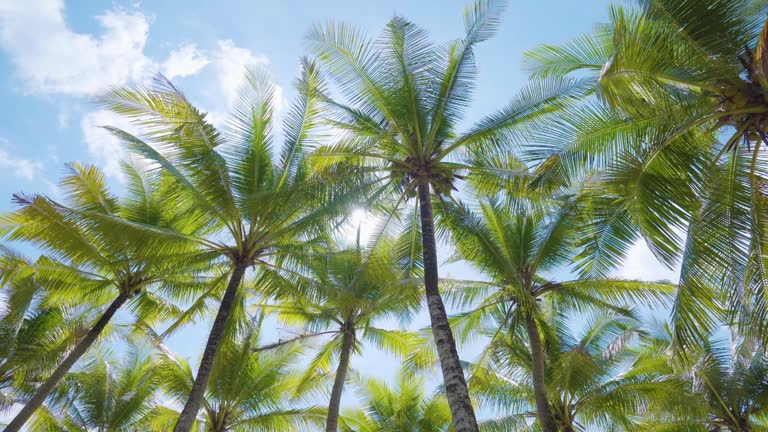 Tropical sea view coconut tree Landscape tropical seaside  background. copy space.