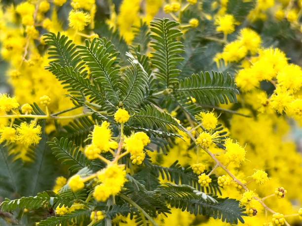 istock Flowering Golden Wattle 1410793050