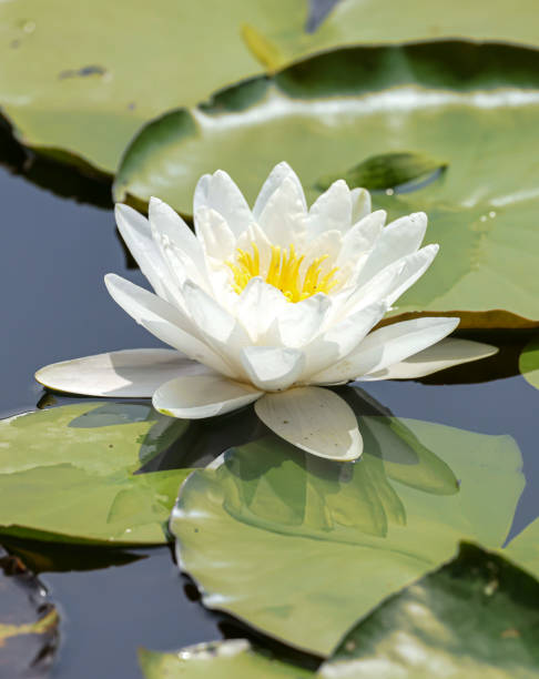 white water lily - white water lily imagens e fotografias de stock