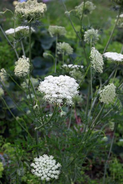 istock Carrot grown for seeds 1410793831