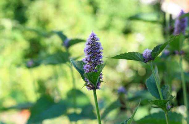 Agastache foeniculum,  also called  giant hyssop, Indian mint or blue licorice Aromatic violet-blue agastache herb native in America, has  antibacterial, antifungal and antiseptic effects. agastache stock pictures, royalty-free photos & images