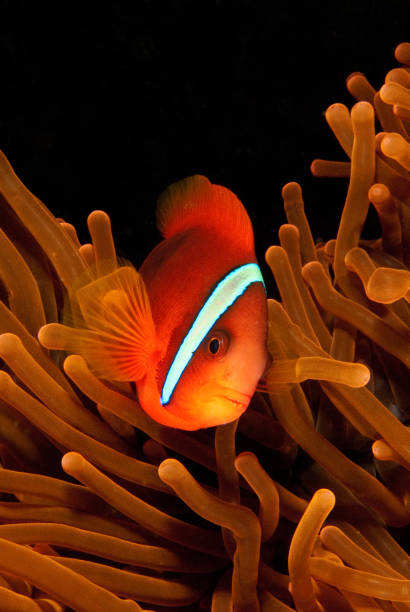istock Red clownfish (Amphiprion frenatus) in an orange anemone 1410793882