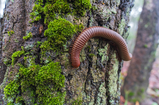 close up of the millipede on the moss mat tree