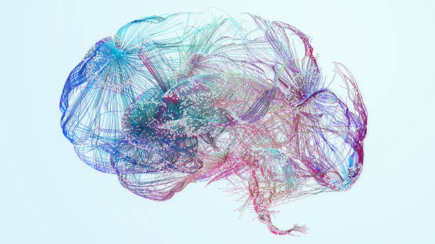 human brain stock photo