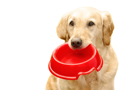 Golden Retriever holding a red dog bowl on white background