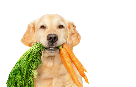Golden Retriever holding carrots on white background - Healthy eating - Copy space
