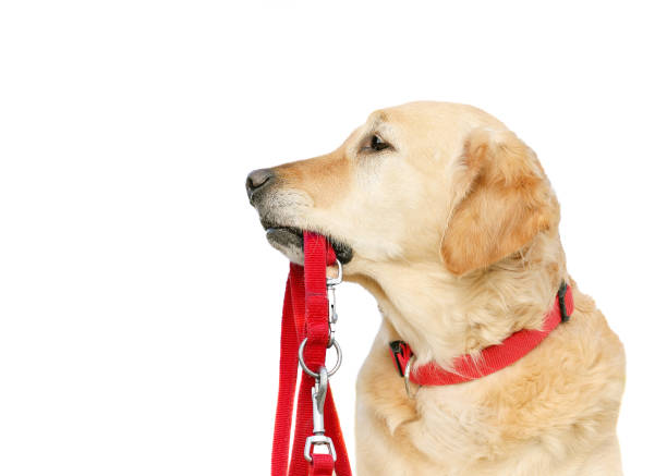 istock Golden Retriever holding a red leash on white background - Copy space 1410795528