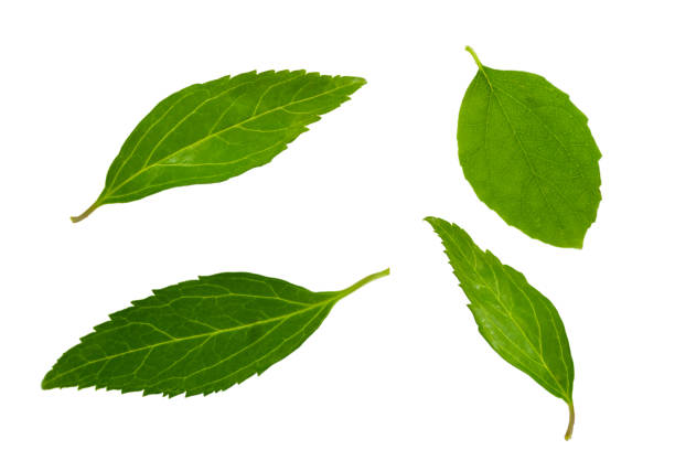 istock Green leaves isolated on white background. Elements for design 1410797569