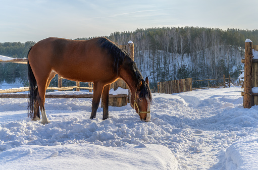 Red horse with a black mane for a walk in winter. The village yard is fenced with a wooden fence. In the distance one can see rocks covered with forest, a gray-blue sky. Kashina village (Ural, Russia)