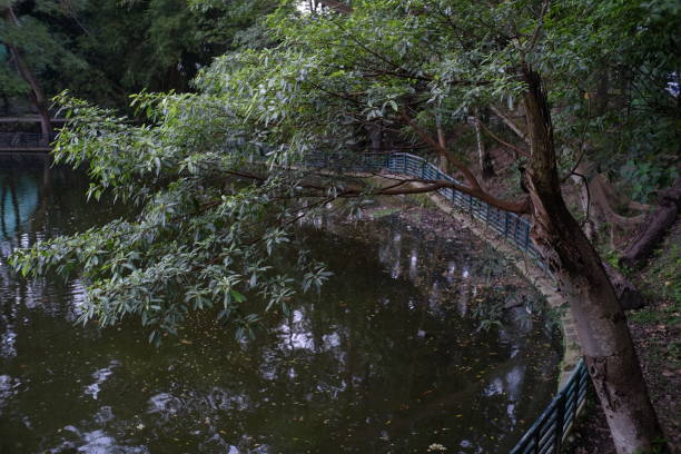 istock Urban forests equipped with artificial lakes can be a green space for environmental sustainability 1410798570