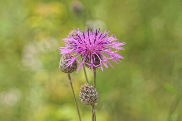 istock big prickly green purple burdock flower on the stalk 1410798943