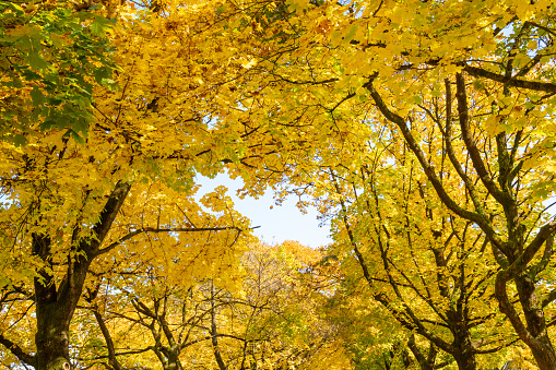 Photo of tree canopies with yellow leaves in an autumn forest.