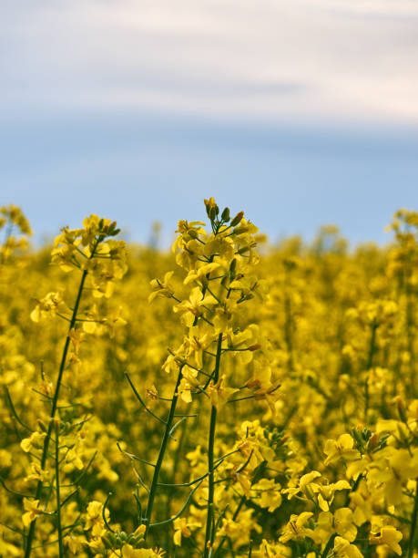 istock Blooming canola flowers close up. 1410801909