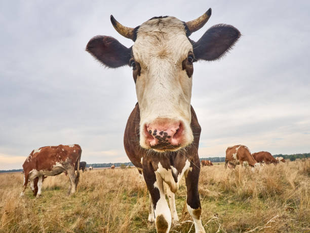 istock Funny cow at the autumn meadow. 1410802064