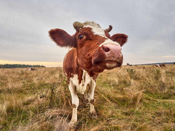 istock Funny cow at the autumn meadow. 1410802076