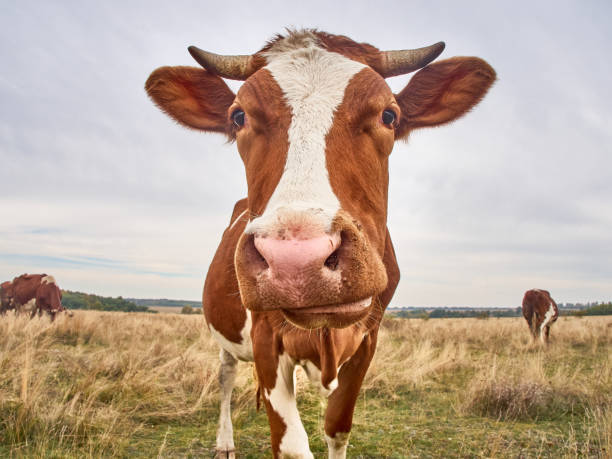 istock Funny cow at the autumn meadow. 1410802156
