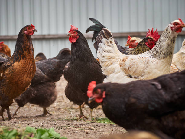 istock Chickens on a traditional farm. 1410802346