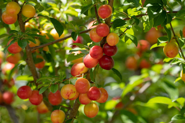 istock Ripening mirabelle plums on a tree in close-up 1410803069