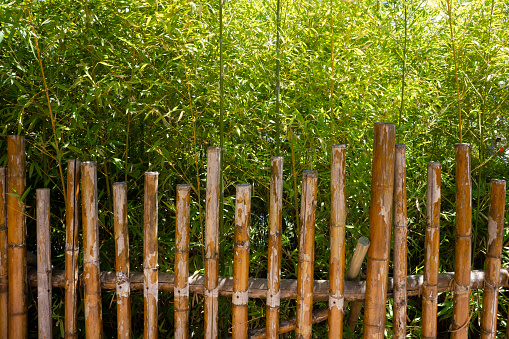 Green plants growing on bamboo fence