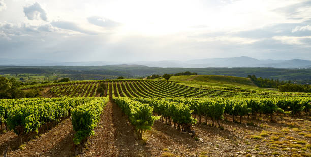 istock Landscape with Vineyards in The Luberon 1410806949