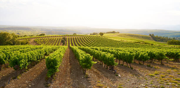 istock Landscape with Vineyards in The Luberon 1410807000