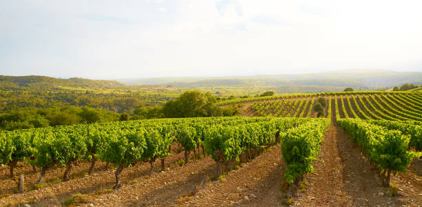 istock Landscape with Vineyards in The Luberon 1410807098