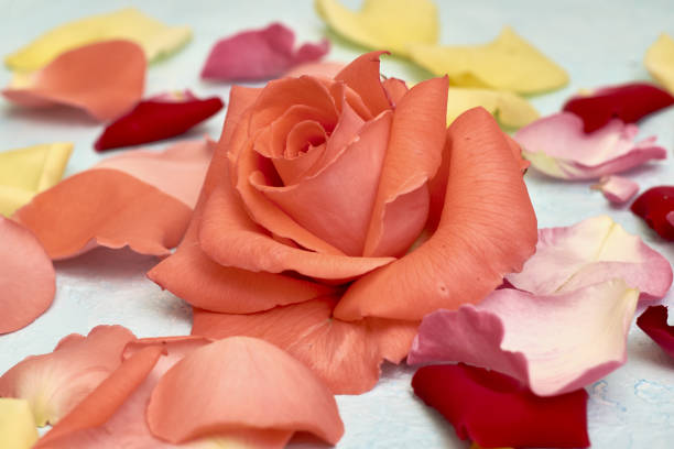 Close-up of a bouquet of roses in the garden
