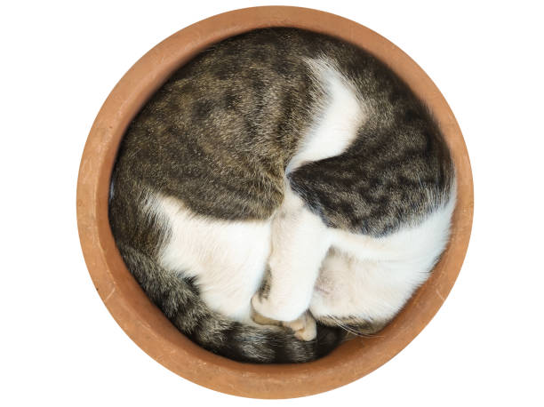 istock Cat sleeping inside a pot isolated on white. A funny moment. 1410807237