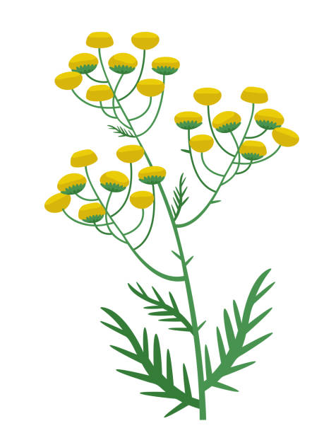 Tansy in cartoon style. Tansy in cartoon style. Beautiful wild flower. wild chrysanthemum stock illustrations