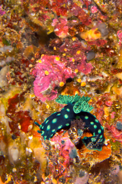 limace de mer, parc marin national de bunaken, indonésie - nudibranch photos et images de collection