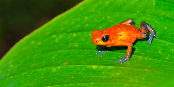 istock Dart Poison Frog, Tropical Rainforest, Costa Rica 1410809010