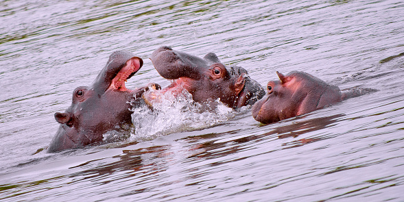 Hippo, Hippopotamus, Hippopotamus amphibius, Kruger National Park, Mpumalanga, South Africa, Africa
