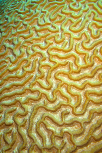 Brain coral, Isla de la Juventud, Cuba