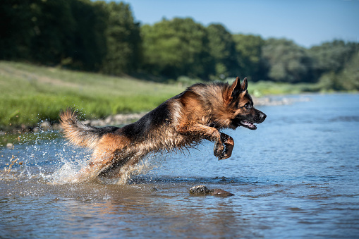 German shepherd dog playing in water with a lot of splash